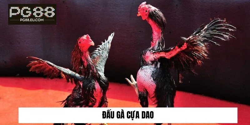 Đấu gà cựa dao