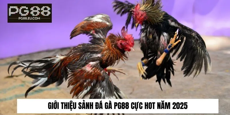Tổng quan sảnh Đá Gà PG88 cực hot năm 2025