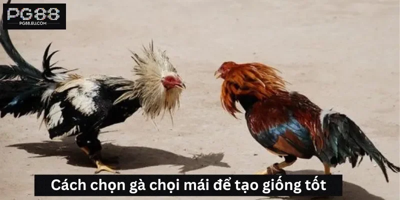 Cách chọn gà chọi mái để tạo giống
