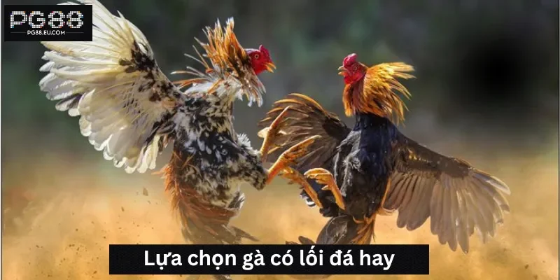 Lựa chọn gà có lối đá hay