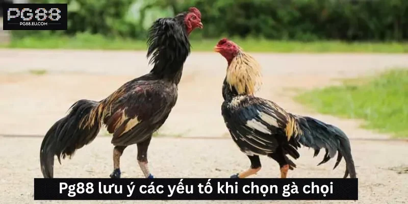Pg88 lưu ý các yếu tố khi chọn gà chọi